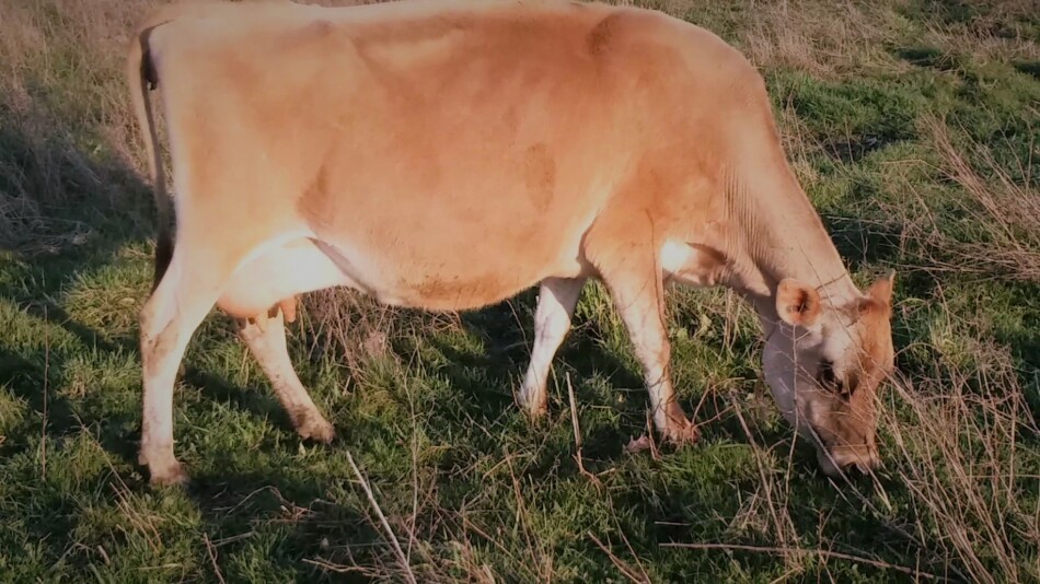 Aleene, a jersey cow, grazing in early April