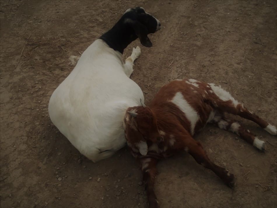 Boer goat  doe and her 4 month old doeling