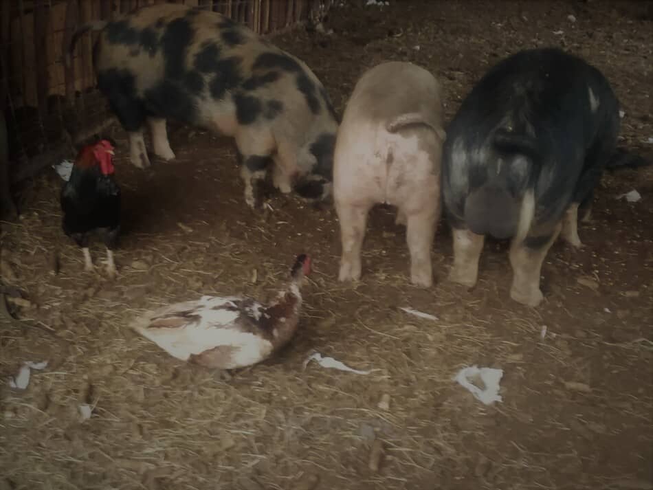 breeding stock pigs eating