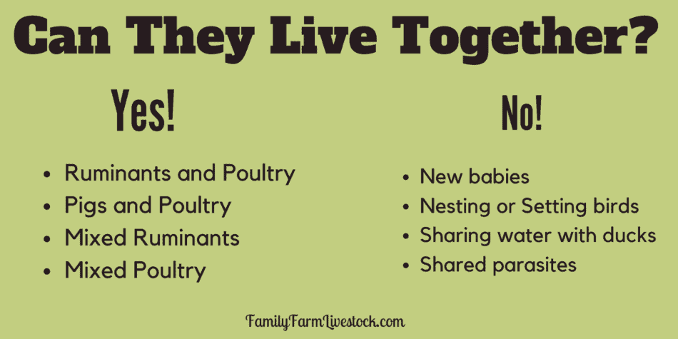 summary graphic of article showing animals that can live together and those that should be kept separate