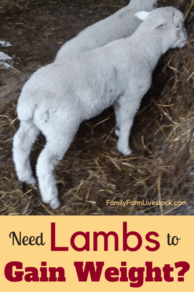 lambs eating haylage
