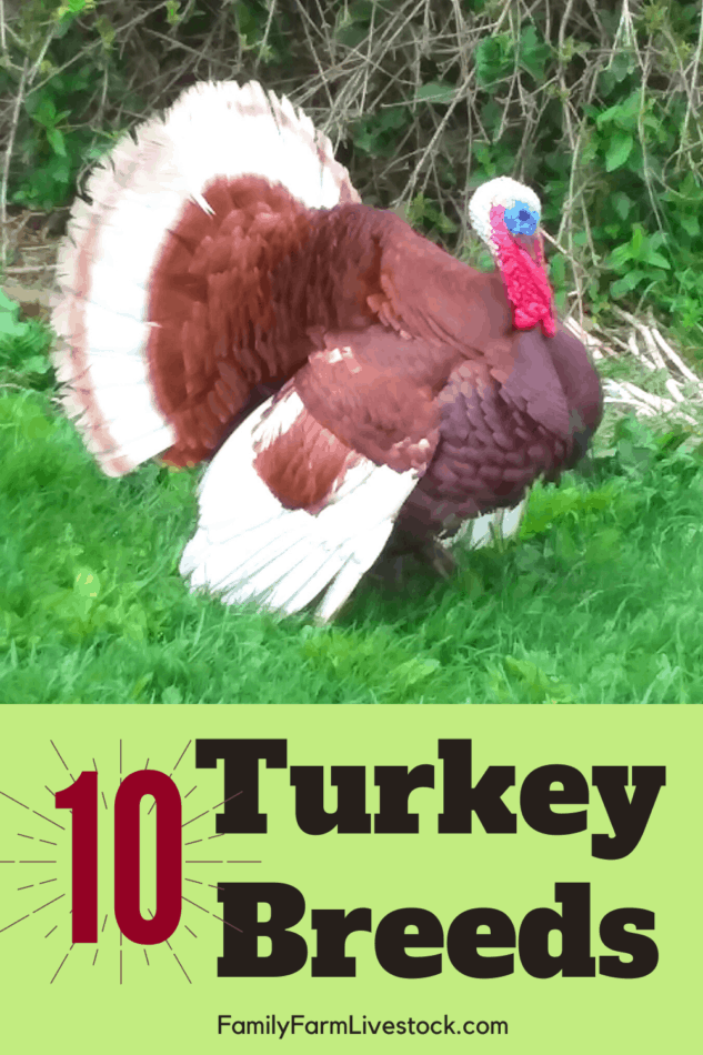 burbon red tom turkey