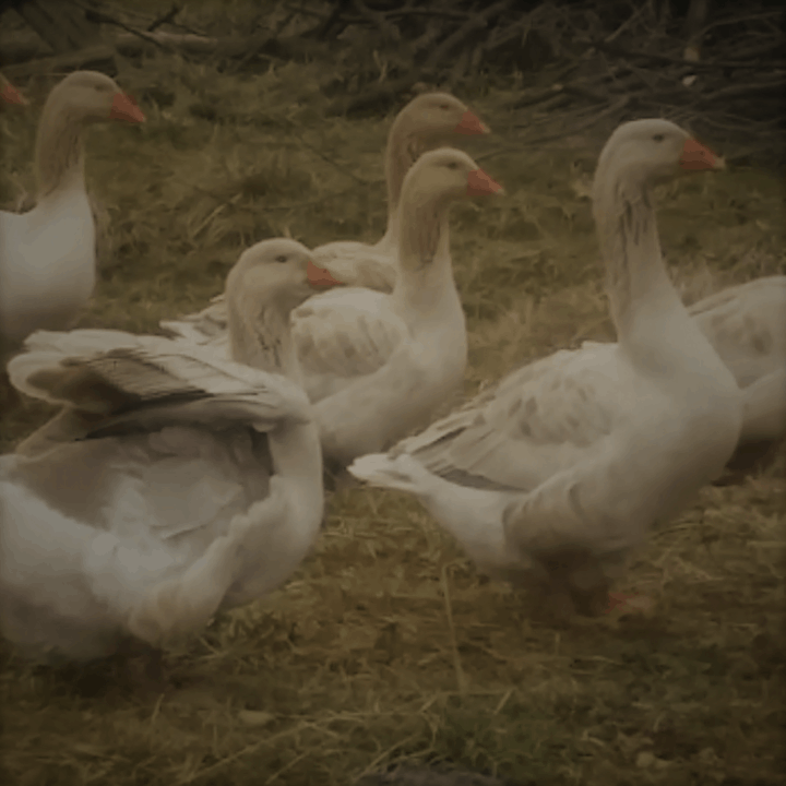 group of geese walking