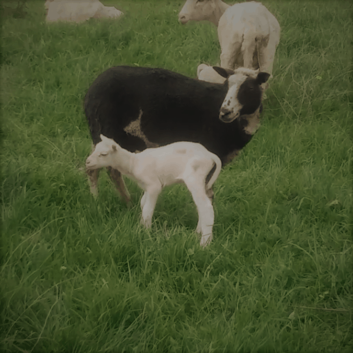 black yearling ewe with her white baby lamb