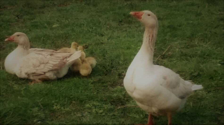 pair of American Buff geese with goslings