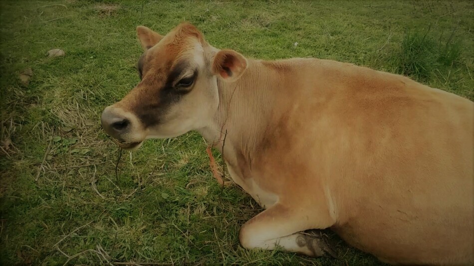 Aleene, our family cow, relaxing in the sun and chewing her cud