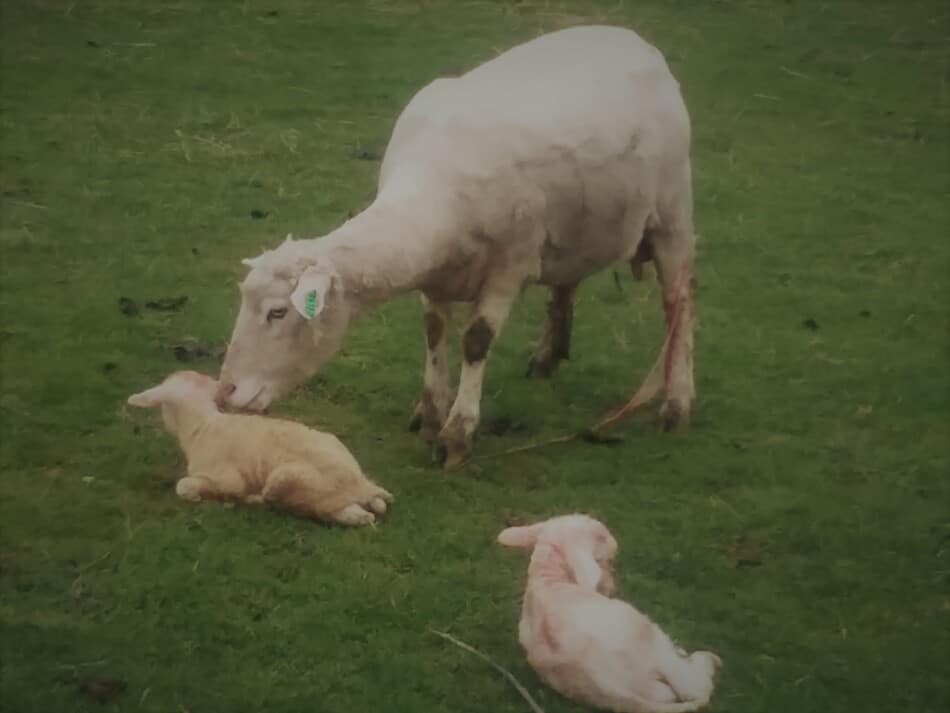 Ewe with her newborn twin lambs