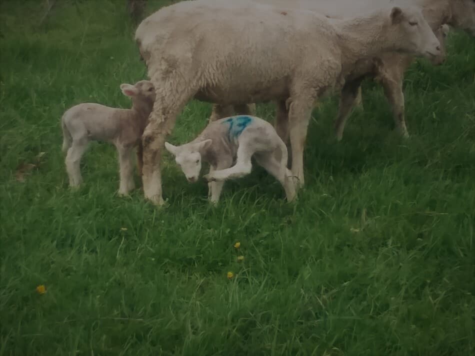 lamb with spray marking paint for identification