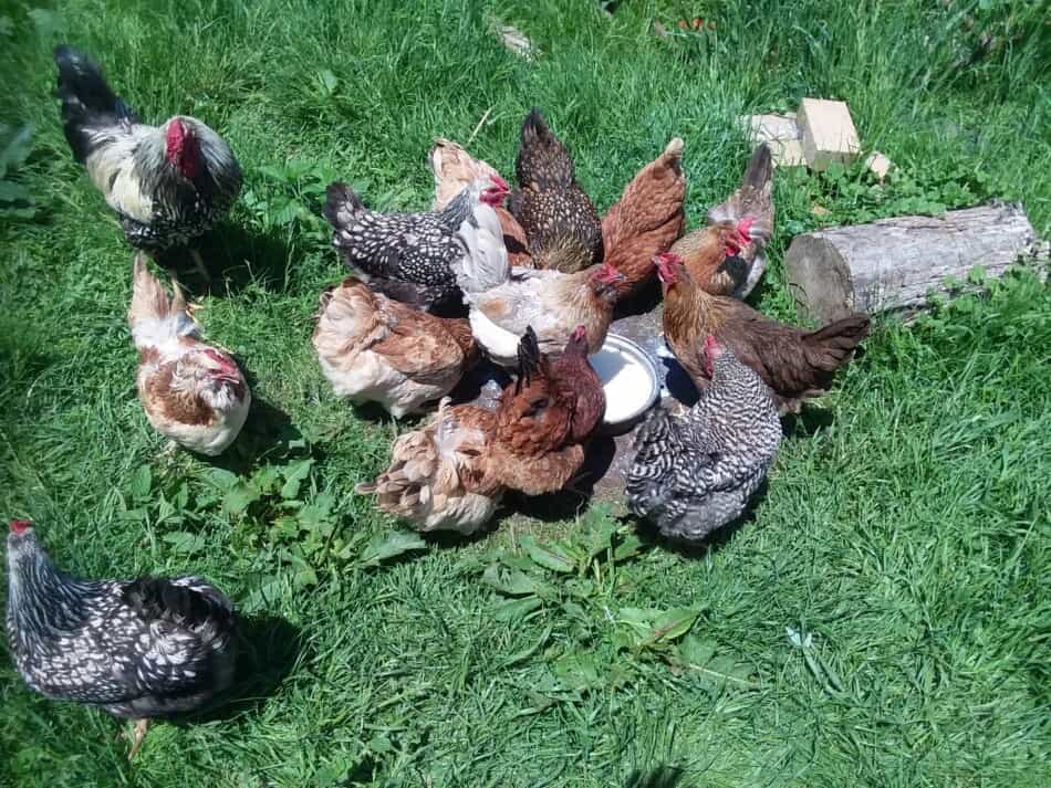 group of hens drinking extra milk