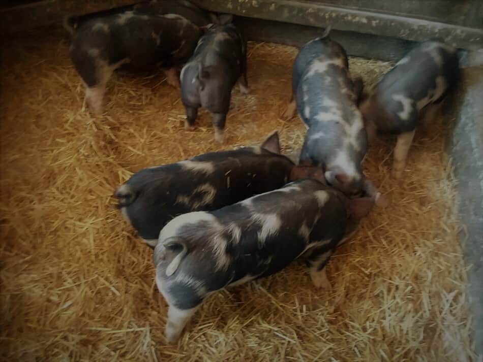 Berkshire cross feeder pigs eating out of their feed pans