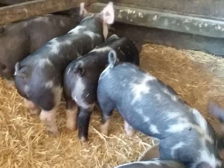 The Cheapest Way To Feed Pigs For Butchering Family Farm Livestock