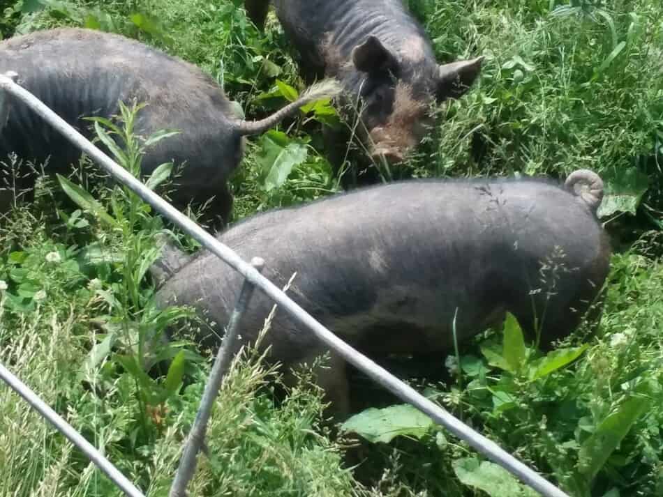 Berkshire cross piglets on pasture