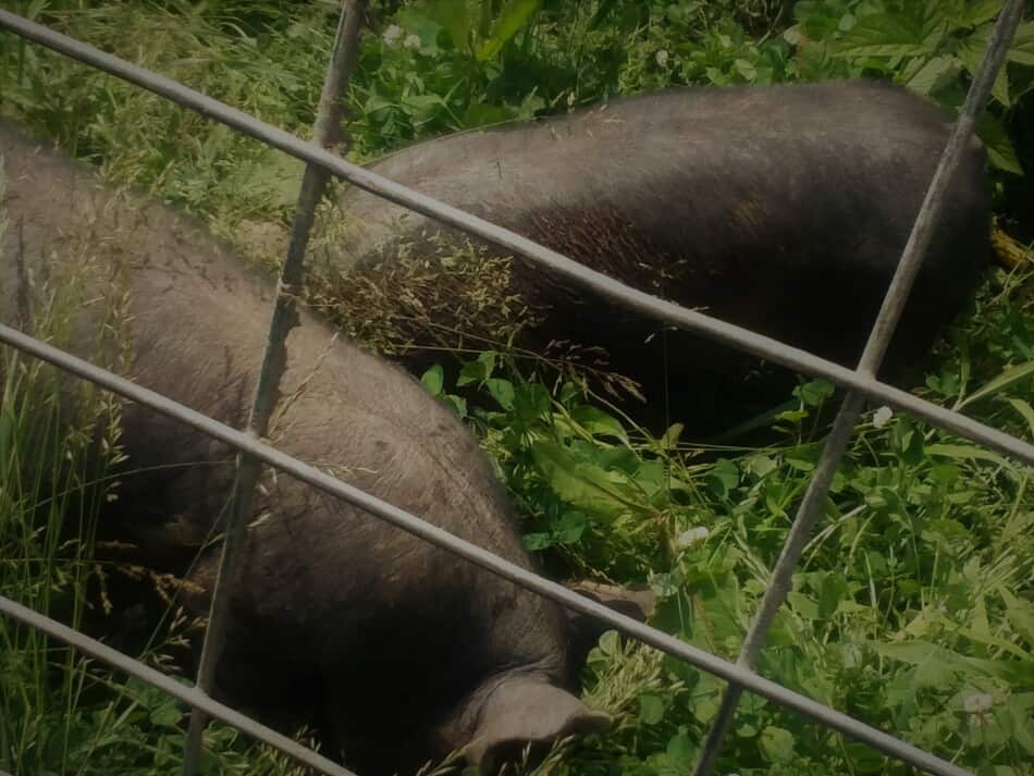 Berkshire cross feeder pigs eating grass and clover