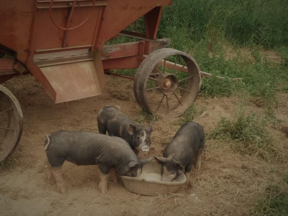 three feeder pigs on pasture eating their feed, they have a wagon for shade