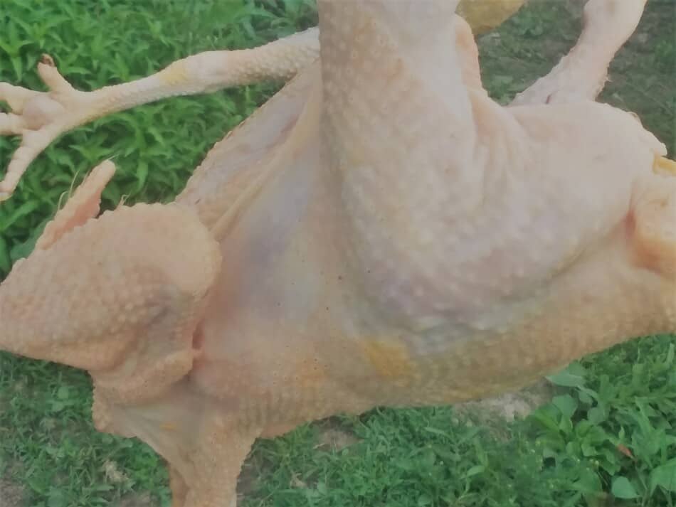 hand plucked chicken, this one is a stewing hen