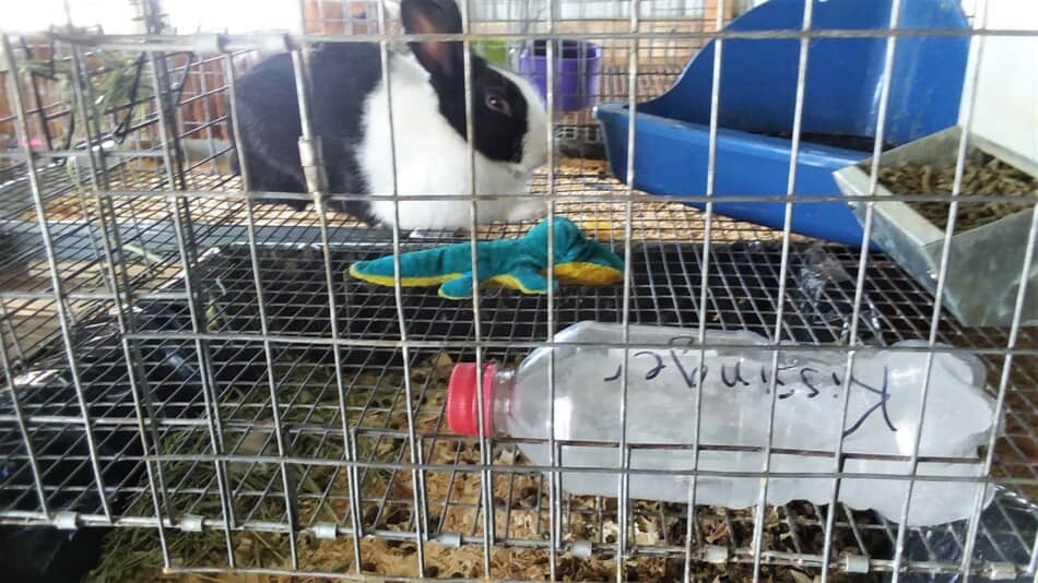 Dutch rabbit with frozen water bottle and stuffed toy 
