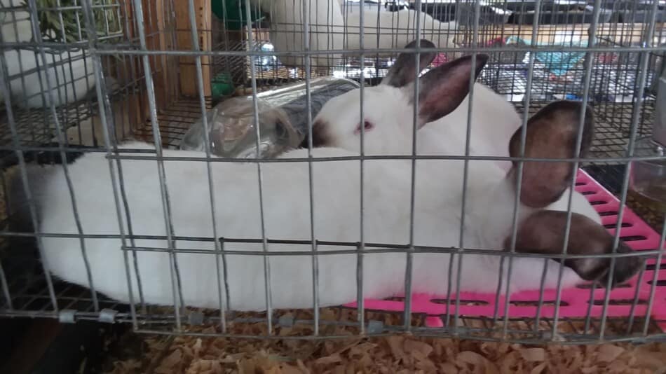 Californian market fryers in a pen at the fair