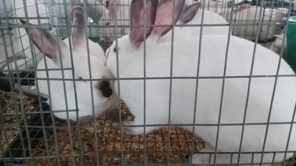 pen of three Californian meat rabbits at the fair