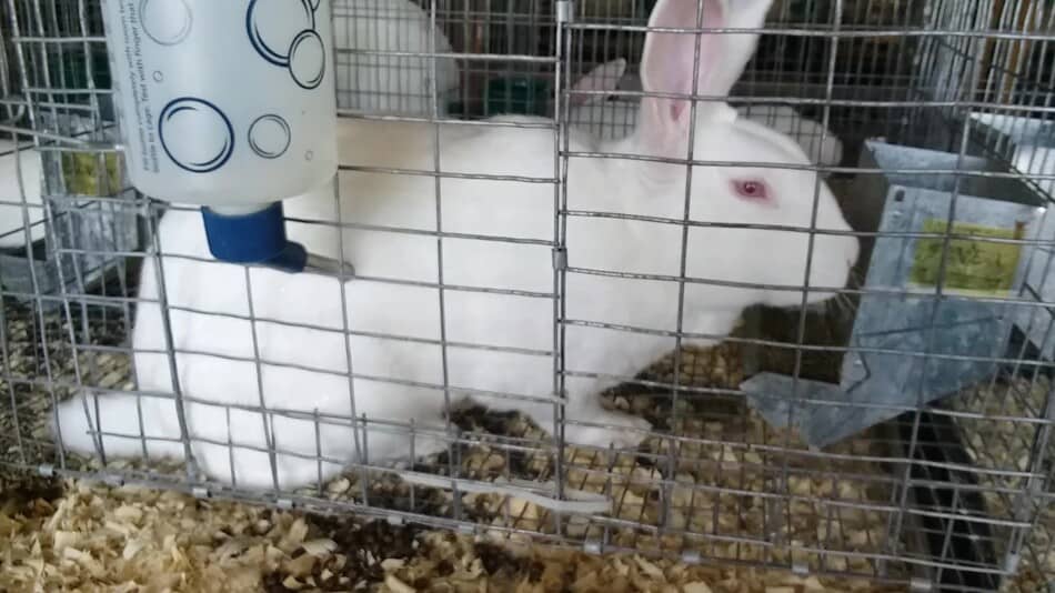 New Zealand White doe in her cage at the fair