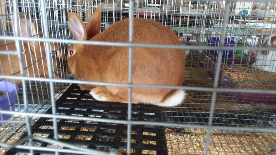 Tan rabbit sitting on a cage mat