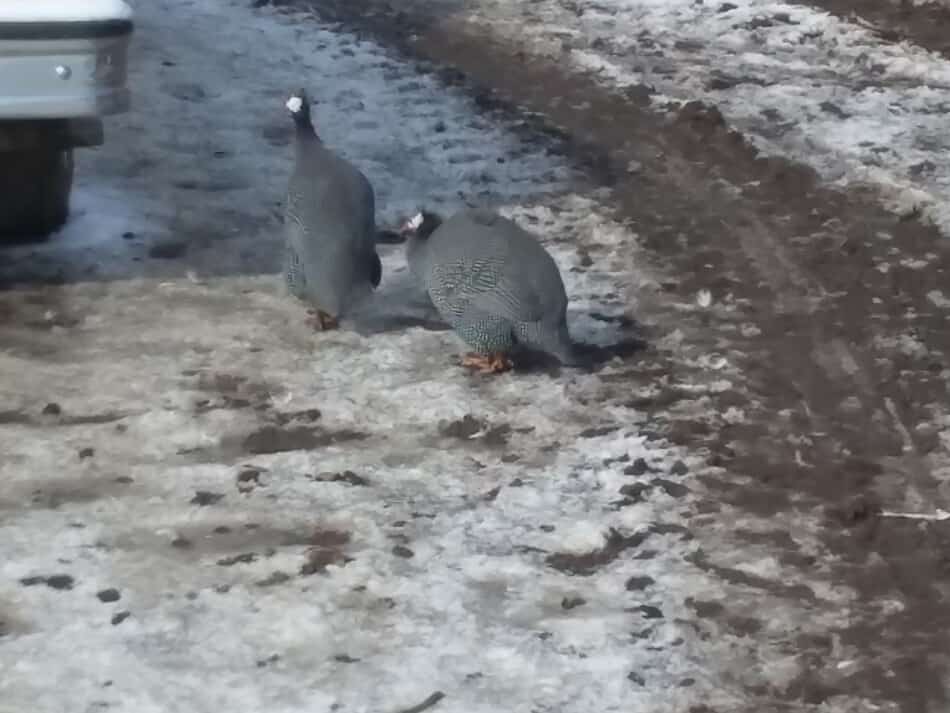 Guinea fowl walking in the snow