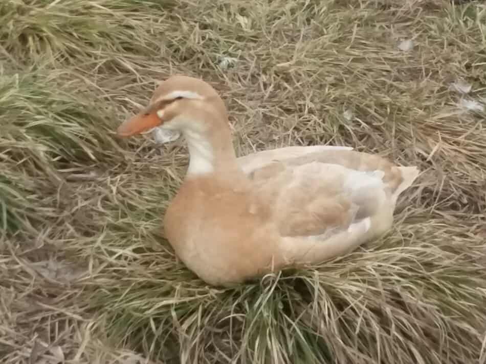 Saxony duck sitting on a tuft of grass