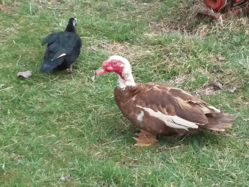 Muscovy ducks