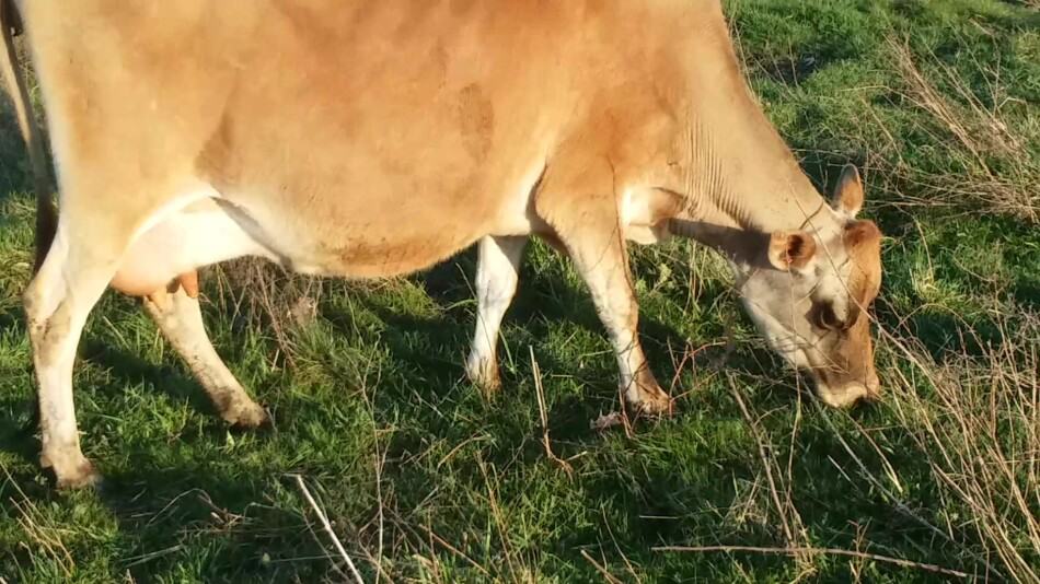 Jersey cow eating late winter grass