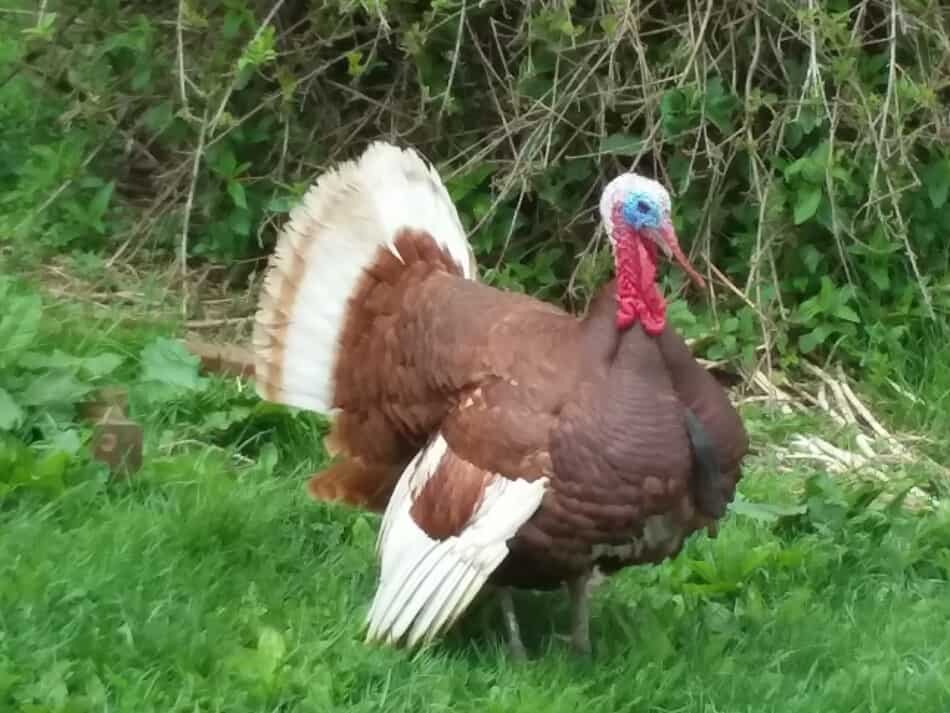 Bourbon Red tom turkey