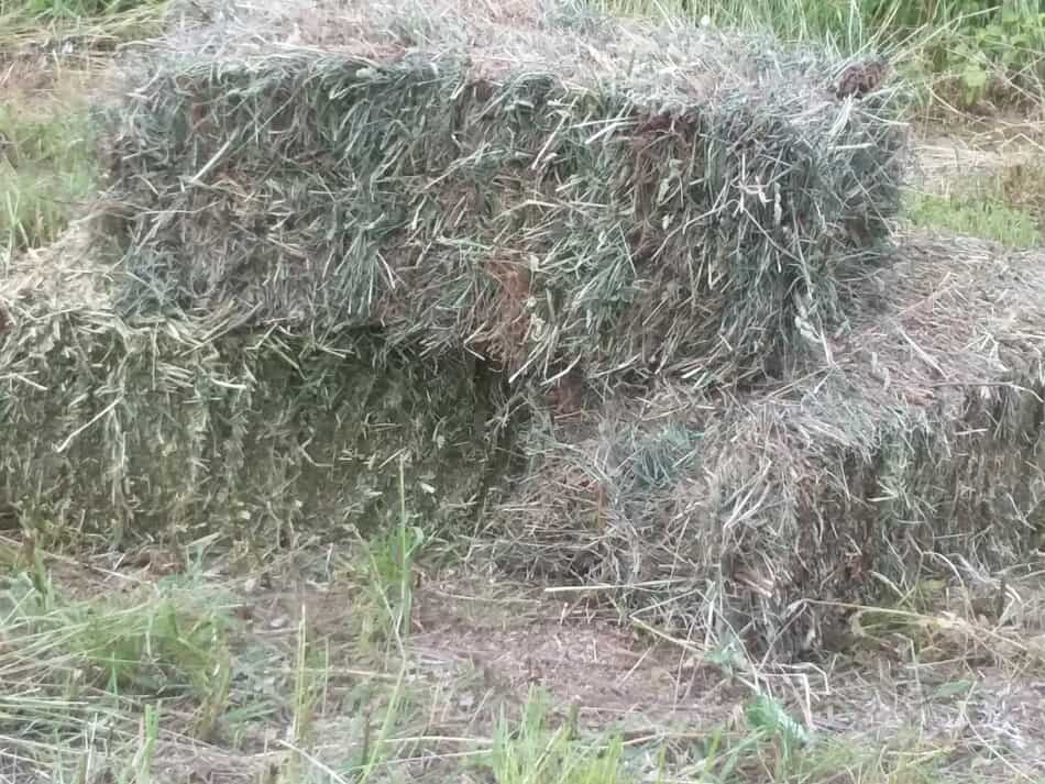 three small square bales of grass hay that have just been baled, now ready to be taken to the barn for storage