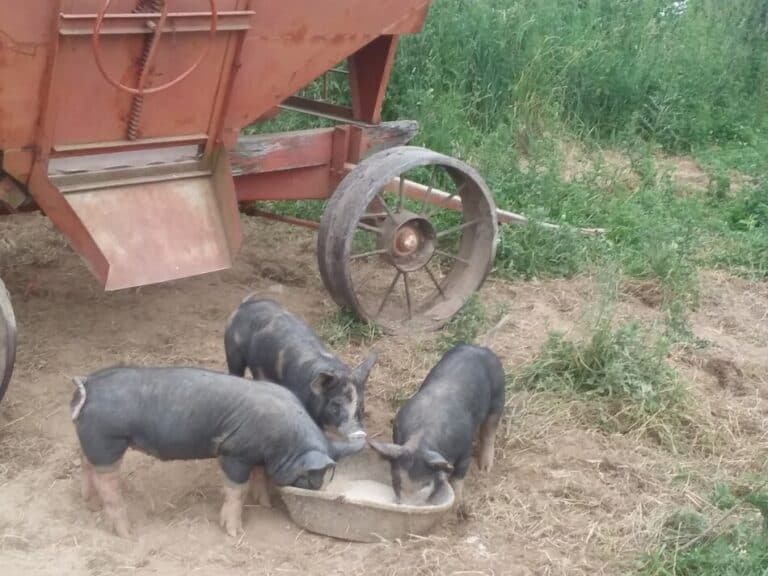 Overfeeding Pigs: A Common Problem Or Not?