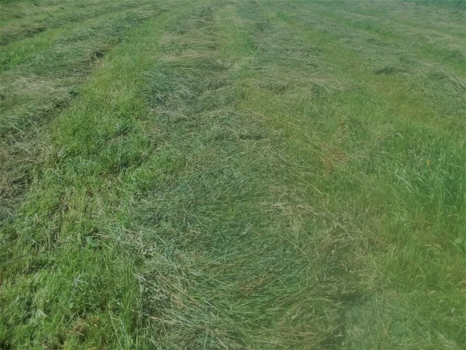 grass hay mowed and waiting to be raked and baled