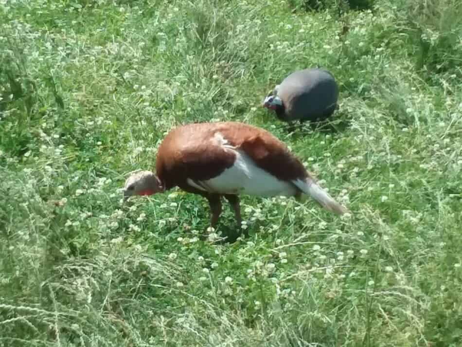 bourbon red turkey hen grazing beside a guinea