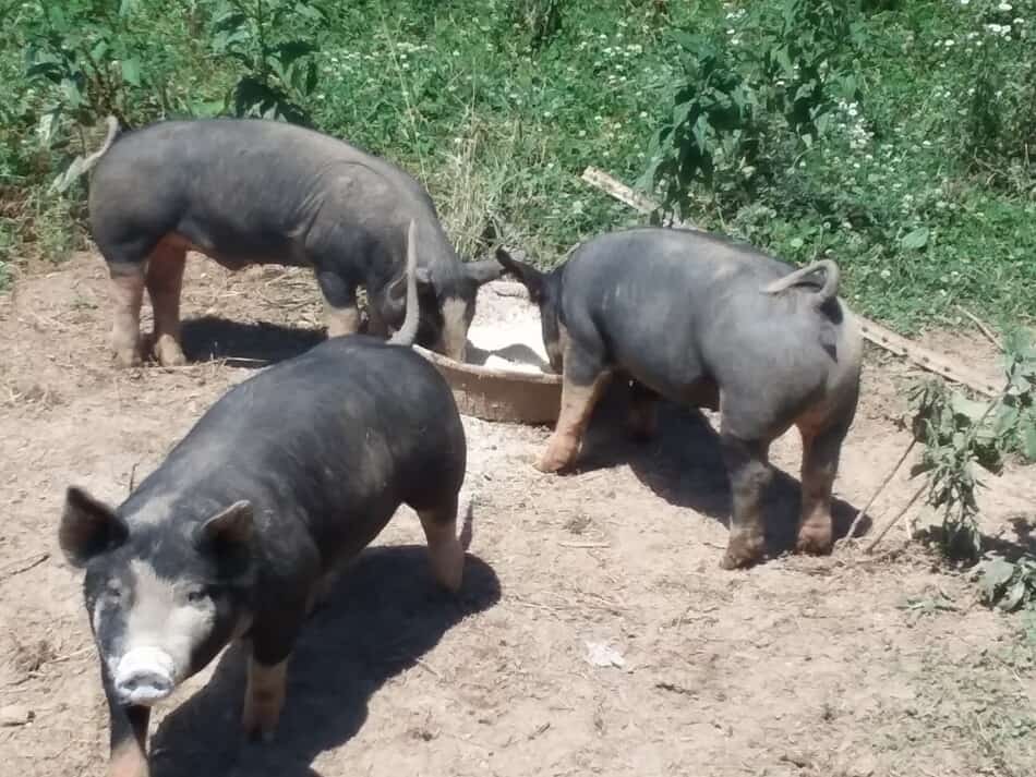 Berkshire cross feeder pigs in a pasture pen eating feed