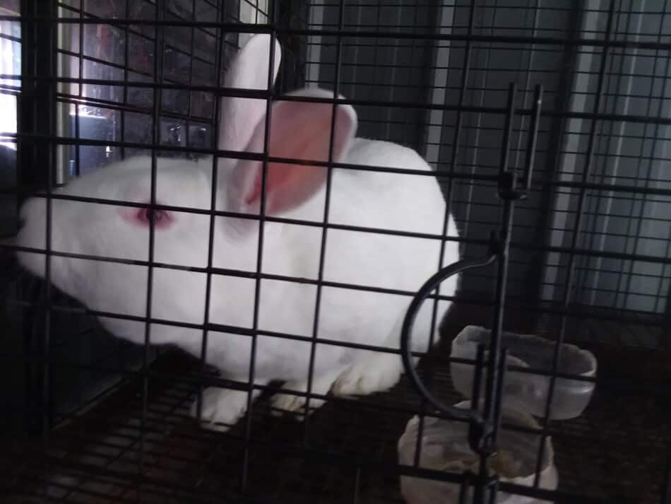 New Zealand White rabbit sniffing the edge of the cage