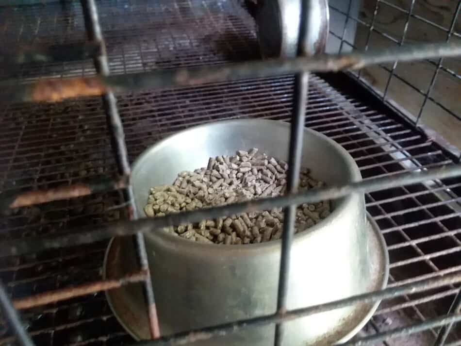 bowl of rabbit feed pellets