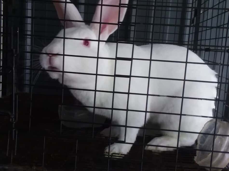 new zealand white rabbit looking at me as I take her picture