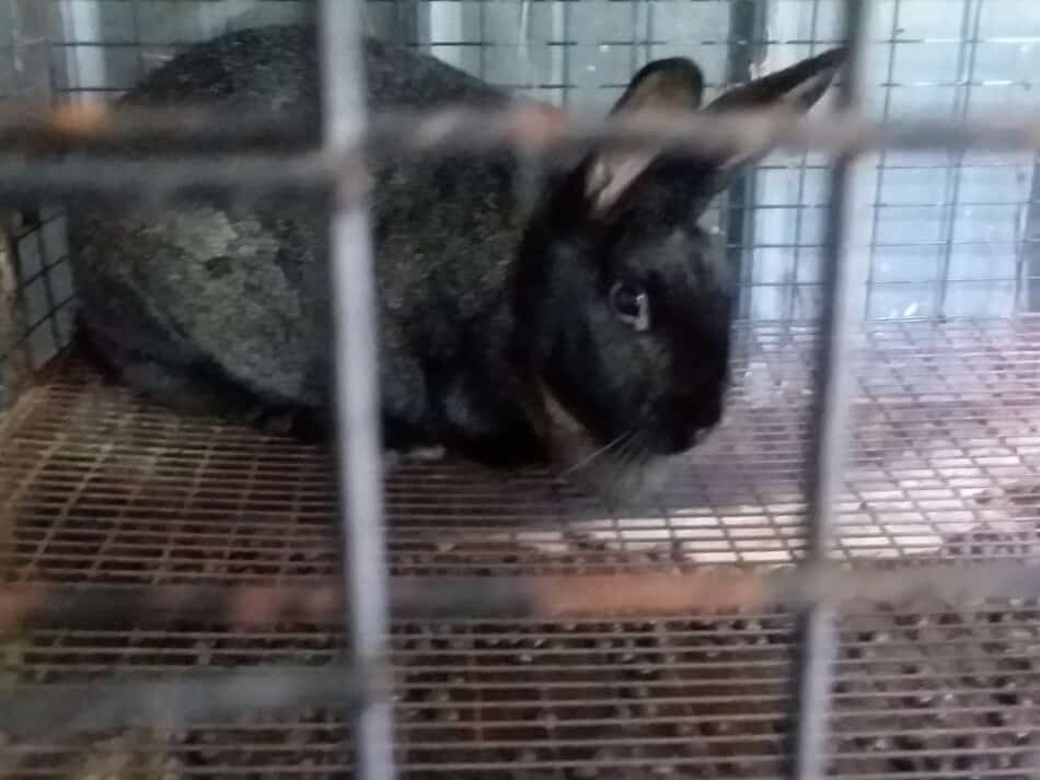 black rabbit in wire cage showing spacing of wire for floor and sides with manure tray underneath
