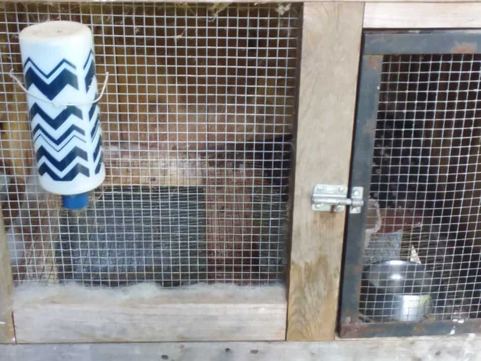 view of wooden rabbit hutch with water bottle and crock for feed