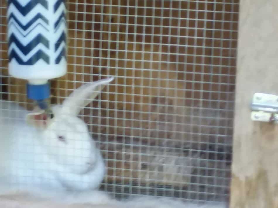 New Zealand White doe relaxing in her pen