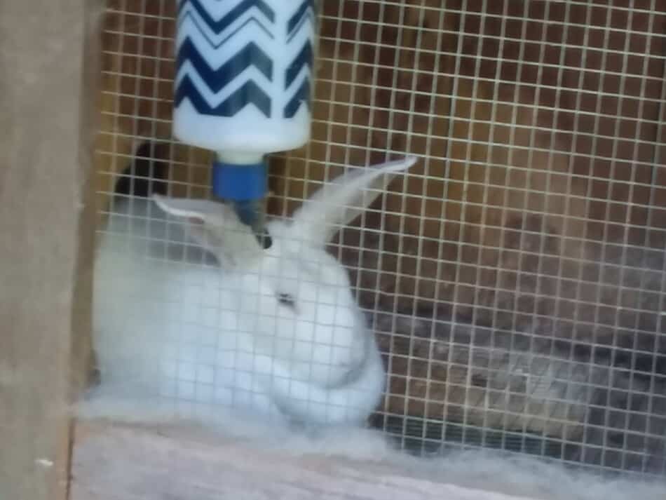 New Zealand White doe lounging in her pen