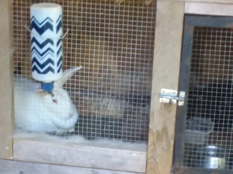 New Zealand White doe relaxing in her cage