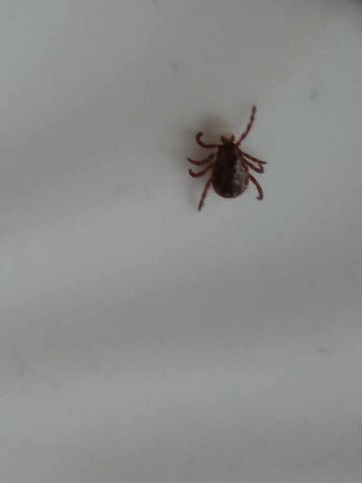 tick found on a cat