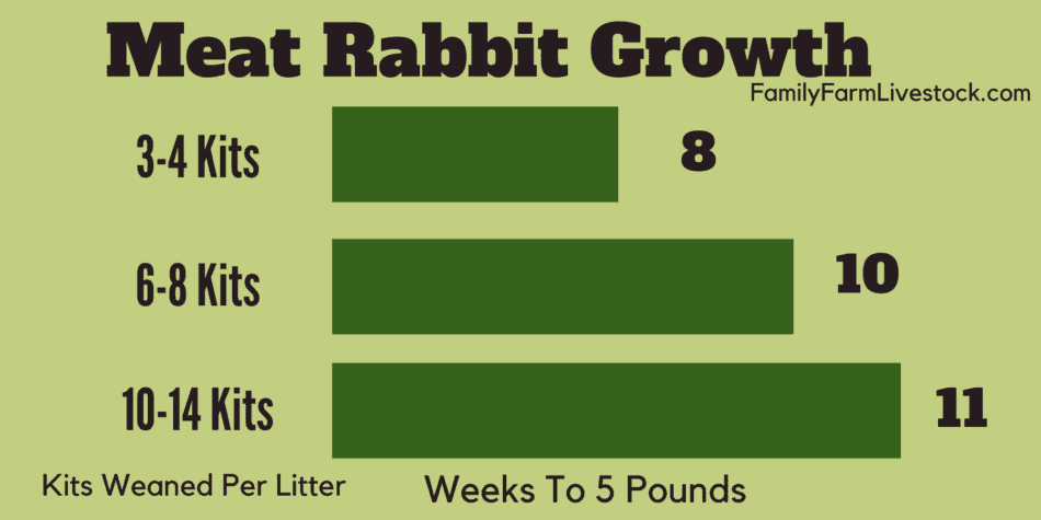 chart showing relationship of litter size and weeks to 5 pounds in meat rabbits