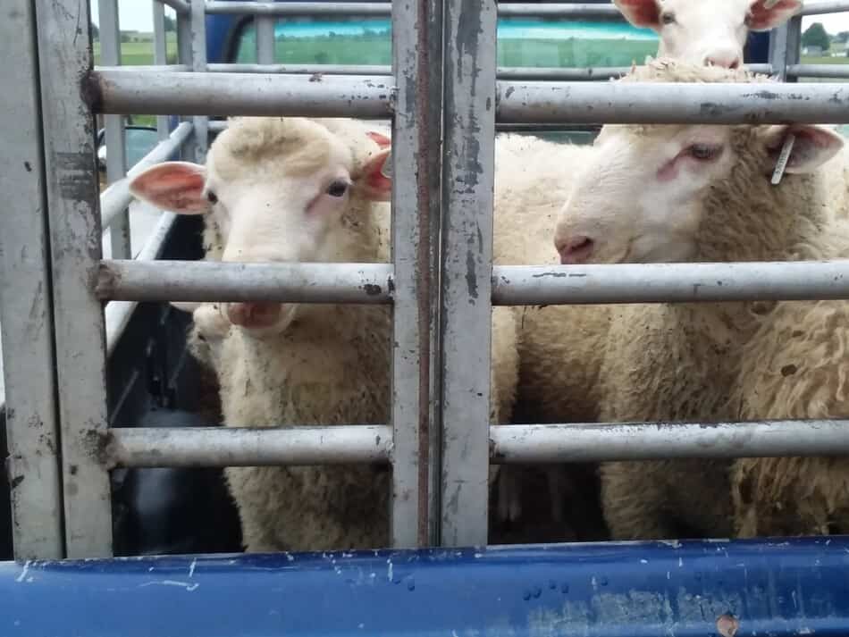 sheep headed to the auction