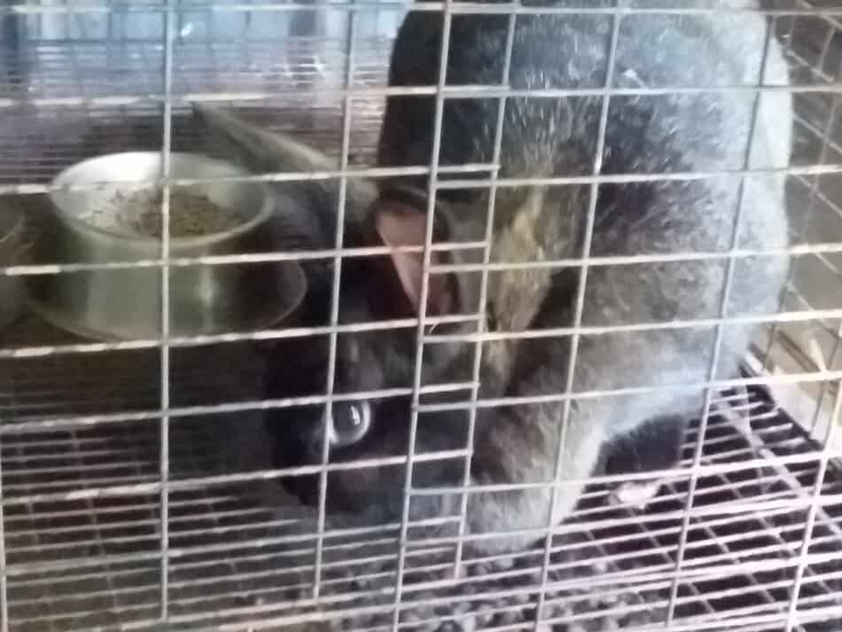 Close up of a rabbit cage floor