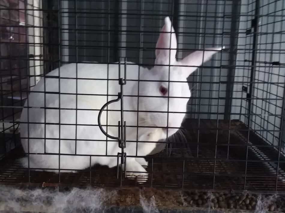 New Zealand White rabbit grooming a foot