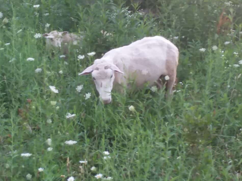 Sheep grazing in the summer