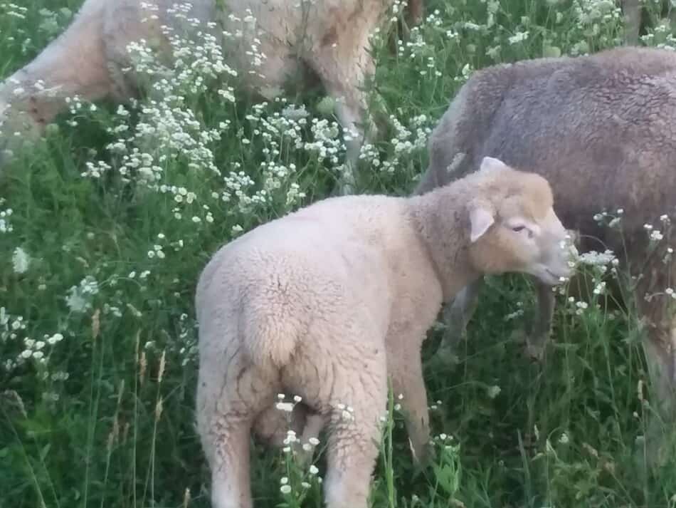 Lamb on pasture with the main flock of sheep