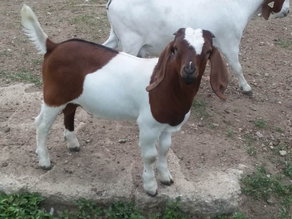 Boer goat kid that is market size